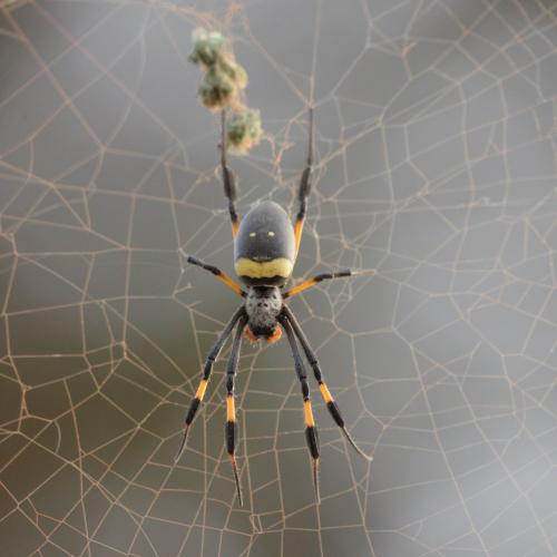 Trichonephila senegalensis